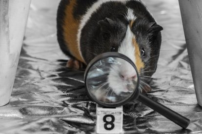 ¿Qué marcas experimentan o no con animales?