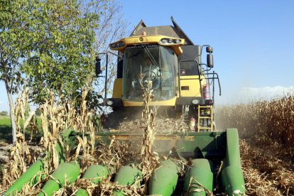 Primer plano de una máquina recolectora de maíz trabajando en una finca de Linyola el pasado viernes.