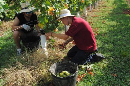 Trabajos de vendimia para elaborar vinos en una bodega de Costers del Segre.