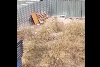 VÍDEO | Denuncian la presencia de ratas en un solar de Cappont