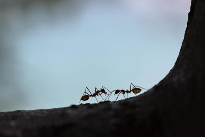 Poden els animals predir els terratrèmols?