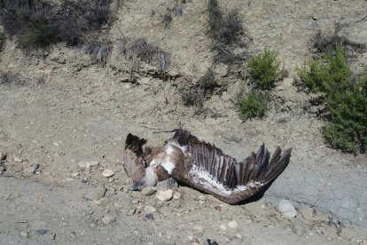 Los Rurales localizan un buitre muerto en Tremp