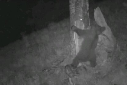 Un cadell d’ós captat per una càmera a Mèles (França) al juliol.