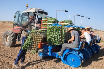 Imatge d’arxiu d’una plantació de cultiu experimental de bròcoli al Segarra-Garrigues.