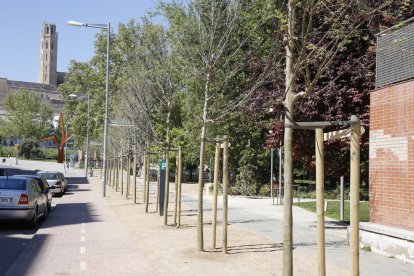 Vista de los almeces plantados recientemente en la avenida de Les Garrigues. 