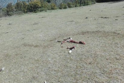 Los restos del potro en Tornafort y algunas plumas en los alrededores.