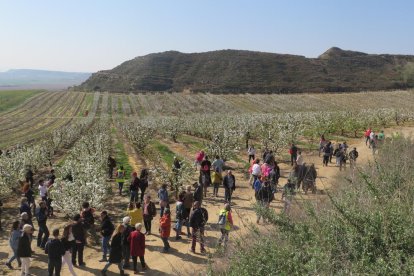 Alcarràs, Aitona y Torres de Segre muestran sus árboles floridos