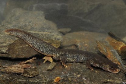 Un ejemplar de tritón del Montseny.