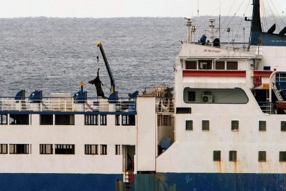Eurodiputada denunciará en UE transporte marítimo de animales vivos en España