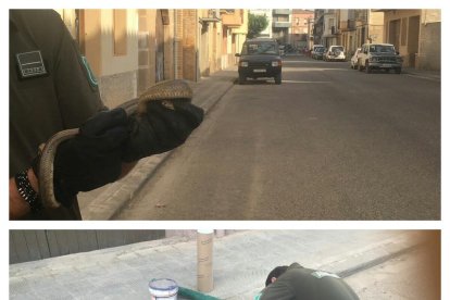 L’exemplar va ser trobat en aquest carrer del nucli urbà.
