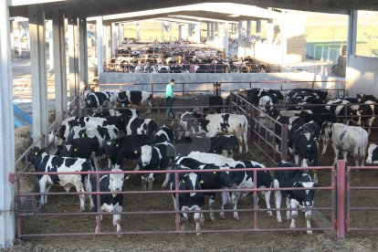 El Govern autoritzarà el ramader a vendre llet crua sense pasteuritzar