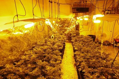 Imatge facilitada pels Mossos en la qual s’observa la plantació de marihuana trobada.