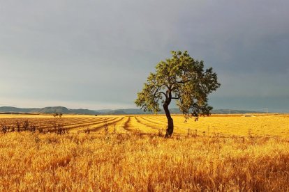 Que les mans de la tarda t’acaronin, que el futur sigui un àngel invencible que et guardi.