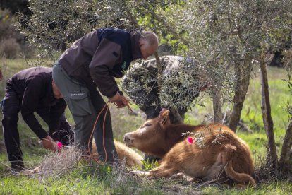 Rurals van capturar ahir a la tarda diversos exemplars sedats amb dards.