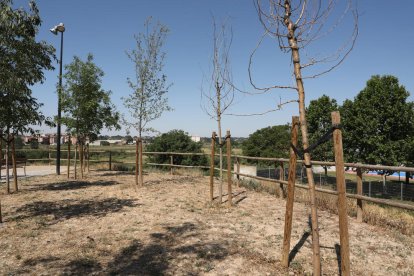 Alguns dels arbres morts en un dels miradors.