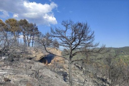 L'incendi ha afectat 5,9 hectàrees de terreny forestal, segons els Agents Rurals