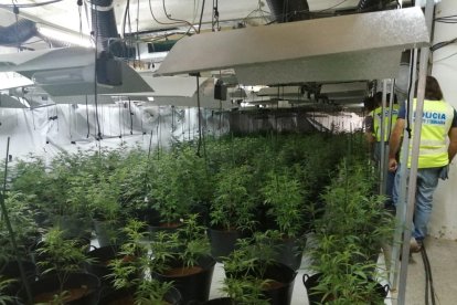 La plantación de marihuana descubierta en una nave de Bellpuig.