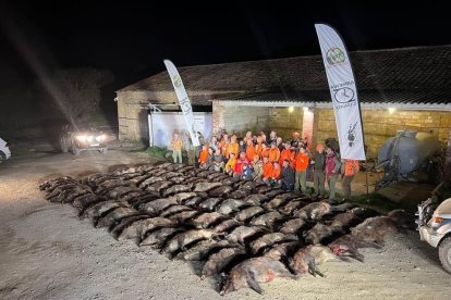 Imagen de los jabalíes abatidos en una cacería en el coto de Areny.