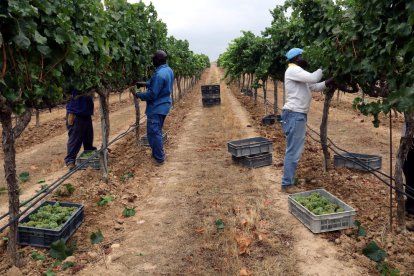 Treballadors collint raïm a mà a les vinyes del celler de Raimat en una imatge d'arxiu.