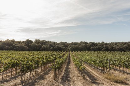 Una finca de viña de la Ruta del Vino de Lleida-Costers del Segre.