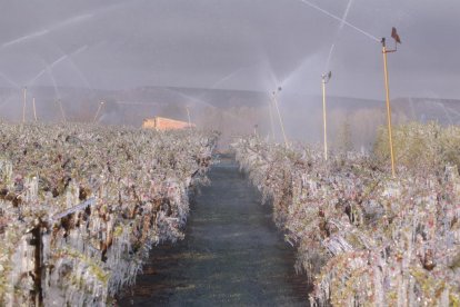 El reg per aspersió i microaspersió va funcionar a ple rendiment per intentar salvar la fruita de les temperatures glaçadores.