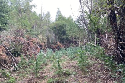 La plantación estaba oculta dentro de un bosque.