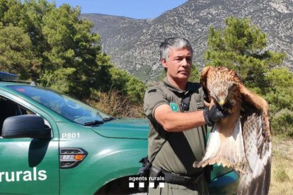 Una de las aves recuperadas en el Centre de Vallcalent.