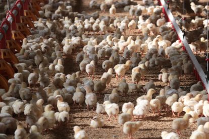 Lleida es una verdadera potencia en la producción de aves, con un millar de granjas de gallinas y pollos.