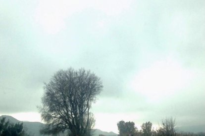 Los árboles al pie de la carretera  antes de la tala.