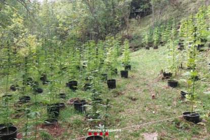 La plantación de marihuana descubierta a Les Valls d'Aguilar.