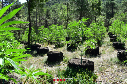 Parte de la plantación de marihuana de Coll de Nargó.