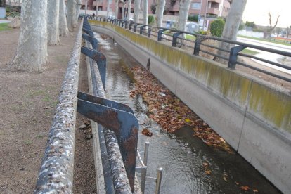 Excrements d’estornells a la zona del Canal l’any passat.
