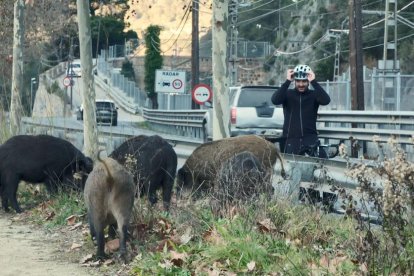 Un ciclista observa a una familia de jabalíes, en una vía local.