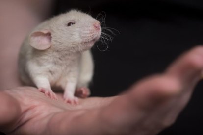 Un ratón de laboratorio.