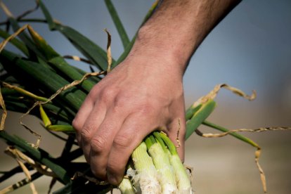 Calçots