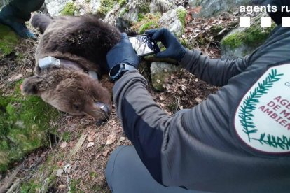 La Fiscalía pide más de dos años de cárcel para los dos acusados de matar al oso Cachou