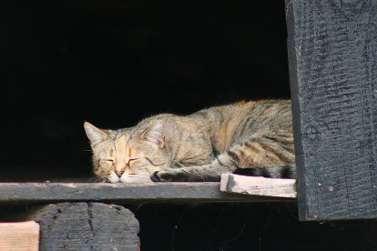 Gat dormint al sol