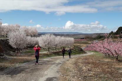 Contemplar la floració ha estat una de les activitats d’aquest cap de setmana.