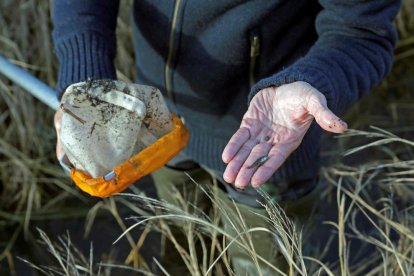 Las cinco especies con más posibilidades de ser declaradas invasoras en España