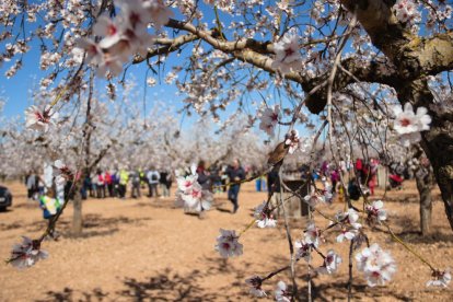 El vermut popular en una finca d'ametllers florits d'Arbeca