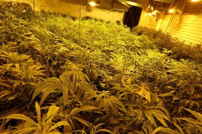 La plantación localizada por los Mossos d'Esquadra en una casa de l'Horta de Lleida.