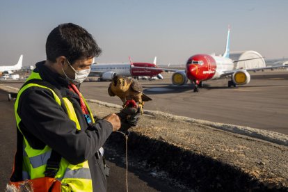 Imatge d’un falcó pelegrí al costat dels avions aparcats a l’aeroport d’Alguaire.