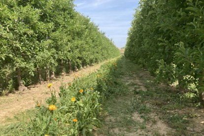 En Lleida ya se pone a prueba la eficacia que las plantas silvestres tienen en campos de árboles frutales.