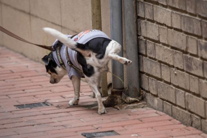 Un perro miccionando ayer en la base de una farola.