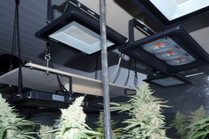 Detenido por cultivar 102 plantas de marihuana en una casa en el Urgell