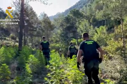 Uno de los cultivos intervenidos por la Guardia Civil.