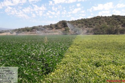 Una plantación de soja a la izquierda y de alubia seca, a la derecha, dentro del regadío.