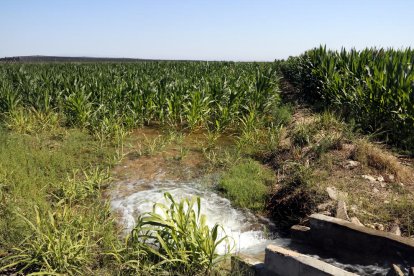 Regadiu en una finca de panís a Vilanova de Bellpuig