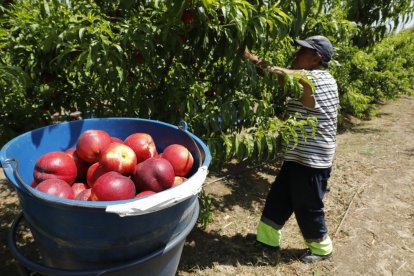 Trabajos de recogida de la nectarina de la variedad Omega, ayer en una finca en el término de Seròs.