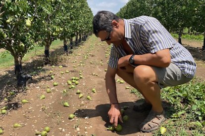 Aquest agricultor d’Ivars d’Urgell valora els efectes del temporal, que ha tirat peres a terra.